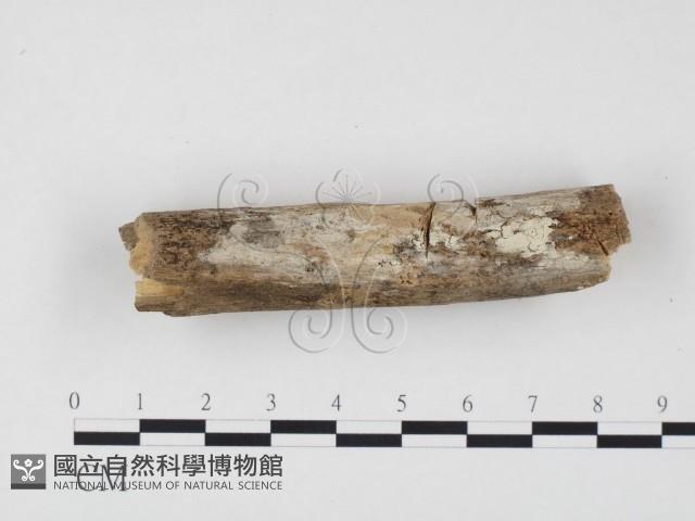 冇骨消絲齒菌藏品圖，第1張