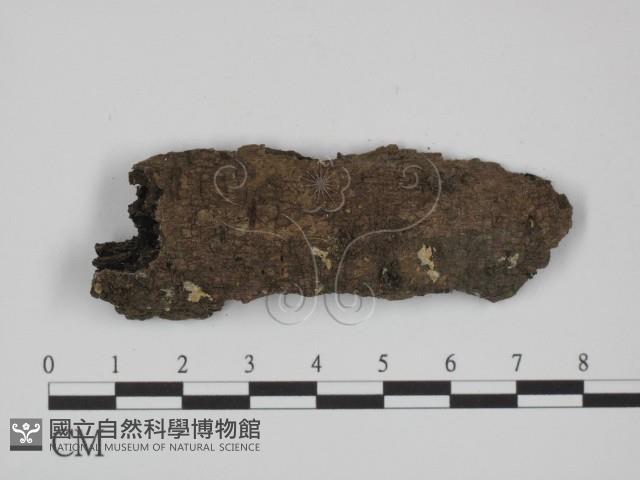 登錄號:F0001771藏品圖，第1張