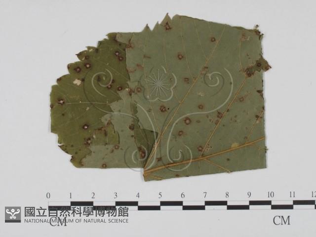 登錄號:F0011771藏品圖，第1張