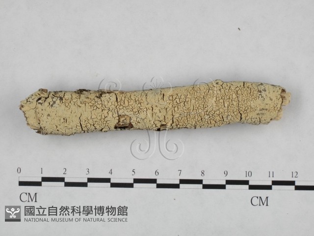 登錄號:F0024771藏品圖，第1張