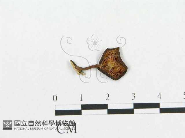 登錄號:F0004771藏品圖，第1張