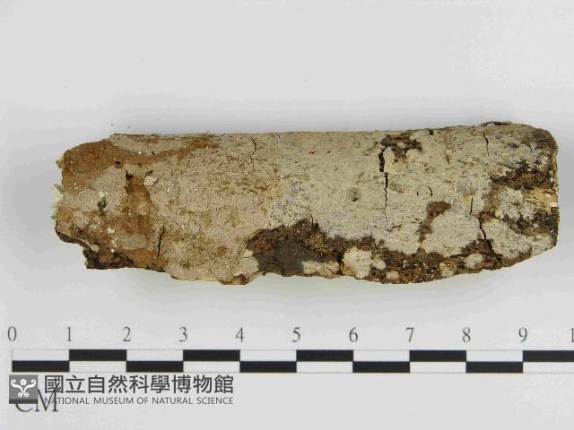 刺皮菌屬藏品圖，第1張