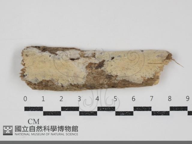 容氏菌屬藏品圖，第1張