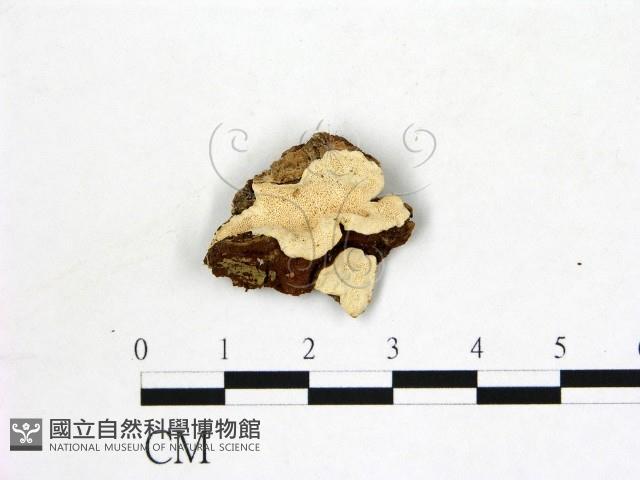 登錄號:F0022771藏品圖，第1張