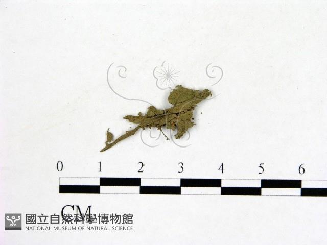 登錄號:F0002771藏品圖，第1張