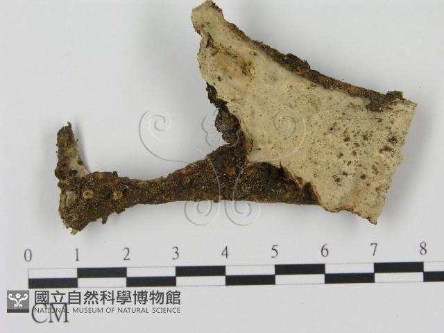 登錄號:F0012771藏品圖，第1張