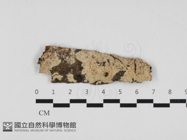 登錄號:F0032771藏品圖，第1張