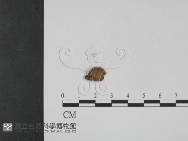 登錄號:F0007771藏品圖，第1張