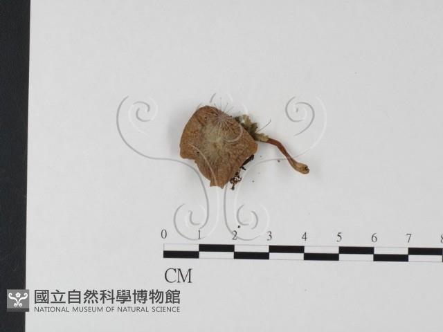 登錄號:F0025771藏品圖，第1張