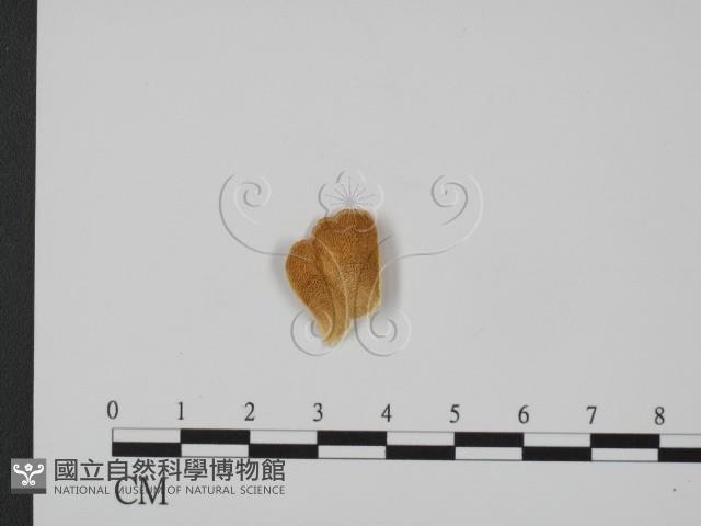 登錄號:F0009771藏品圖，第1張