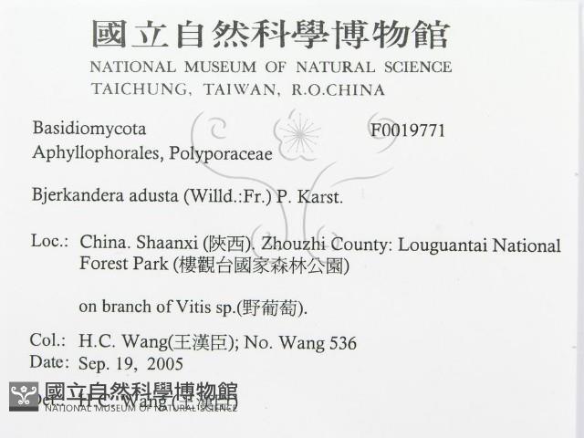 煙管菌藏品圖，第3張