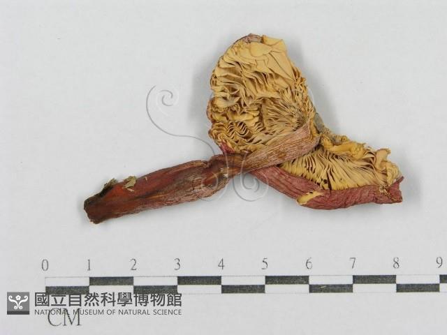 紅菇屬藏品圖，第1張