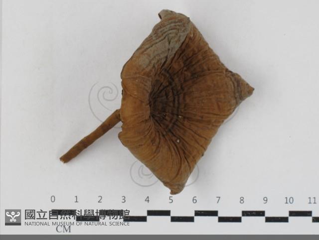 登錄號:F0033771藏品圖，第1張