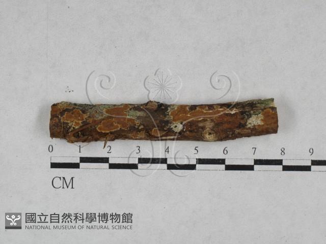 刺革菌屬藏品圖，第1張