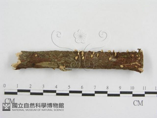 登錄號:F0008571藏品圖，第1張