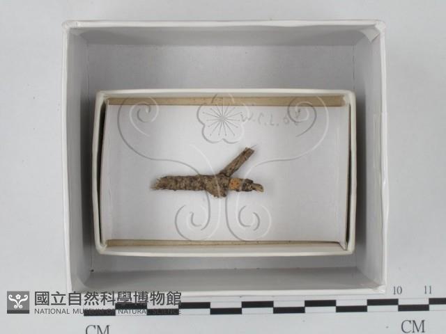 登錄號:F0018571藏品圖，第1張