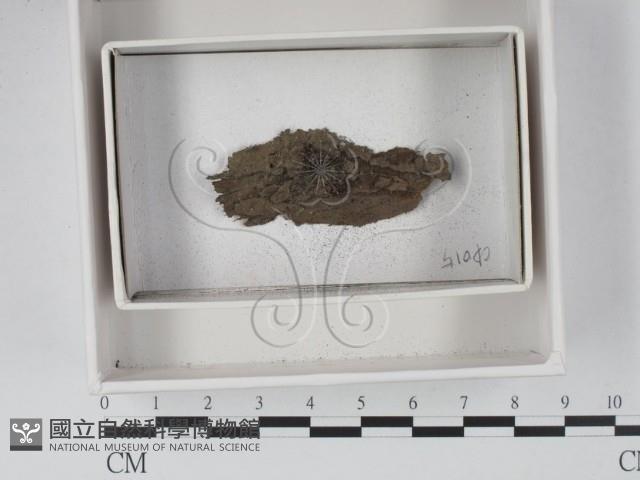 登錄號:F0020571藏品圖，第1張