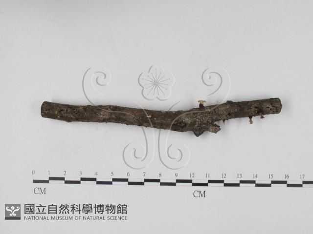 炭角菌屬藏品圖，第1張