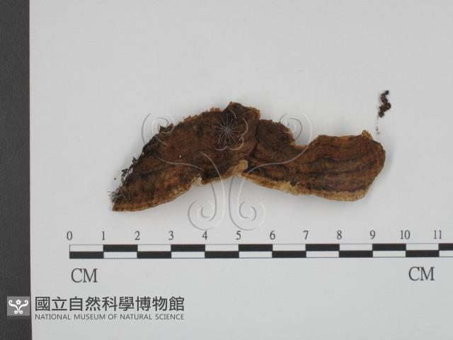 登錄號:F0010571藏品圖，第1張