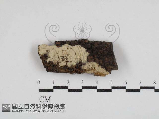阿太菌屬藏品圖，第1張