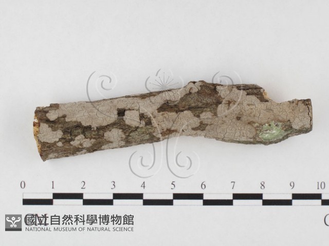 筍殼菌屬藏品圖，第1張