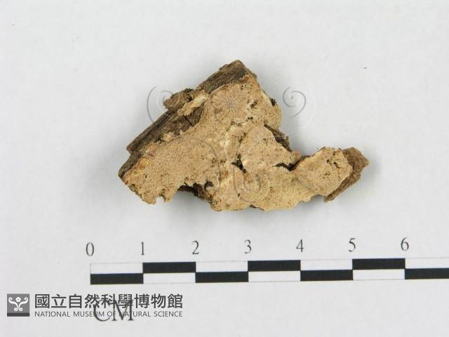 登錄號:F0006571藏品圖，第1張