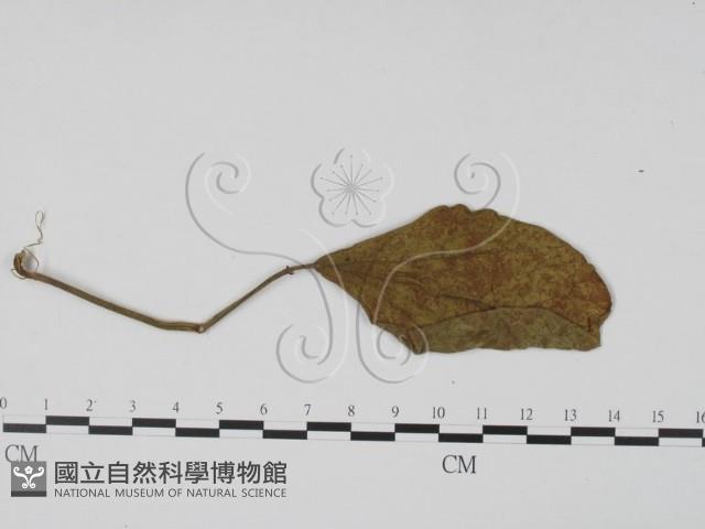 登錄號:F0016571藏品圖，第1張