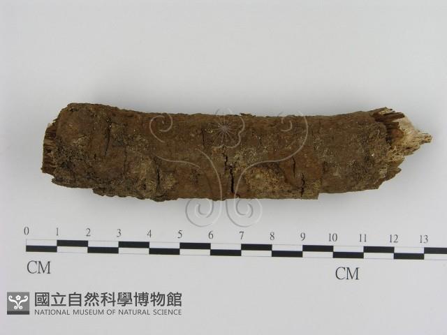 刺革菌屬藏品圖，第1張