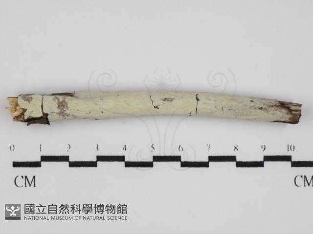 登錄號:F0031571藏品圖，第1張