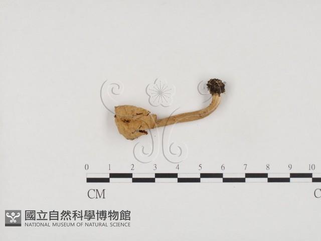 登錄號:F0024571藏品圖，第1張