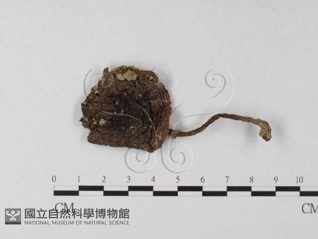 鵝膏屬藏品圖，第1張