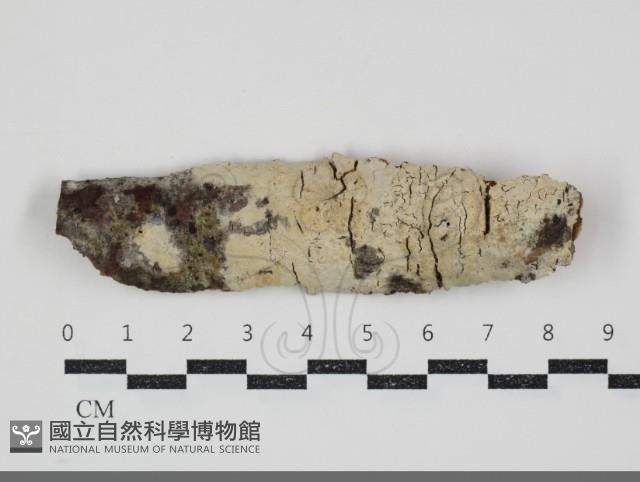 剛毛絲皮菌藏品圖，第1張