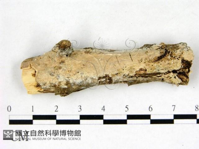 登錄號:F0022571藏品圖，第1張