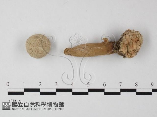 登錄號:F0012571藏品圖，第1張