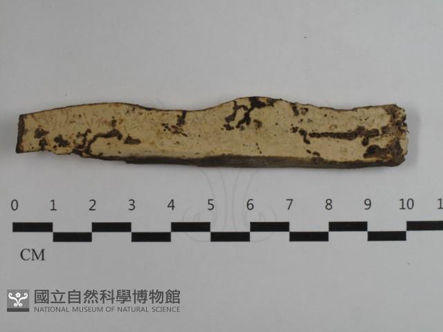 登錄號:F0032571藏品圖，第1張