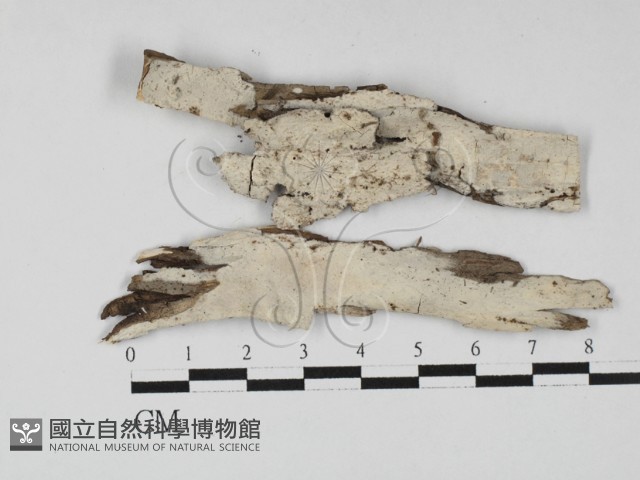 登錄號:F0027571藏品圖，第1張