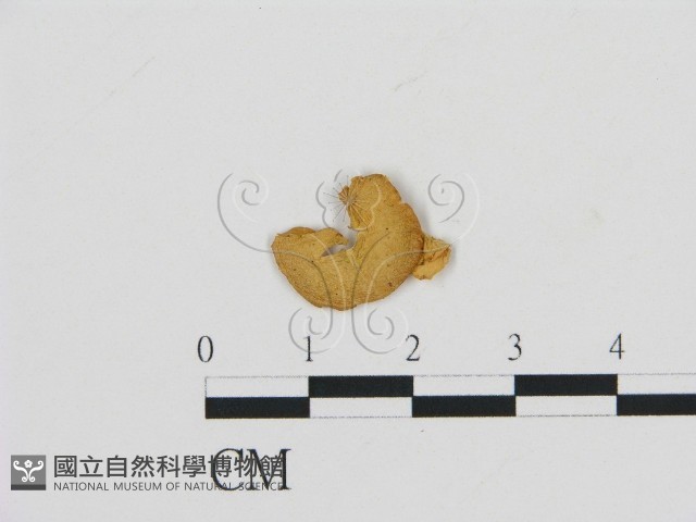 登錄號:F0007571藏品圖，第1張