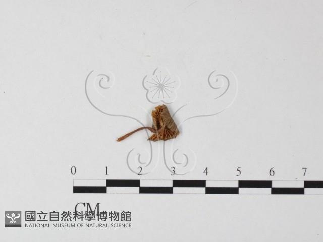 登錄號:F0005571藏品圖，第1張
