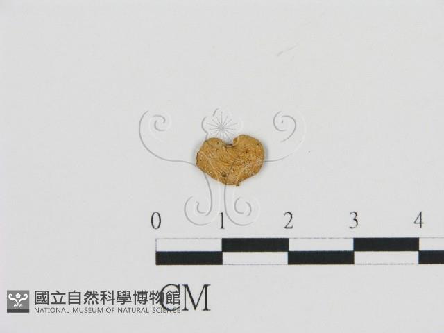 登錄號:F0015571藏品圖，第1張