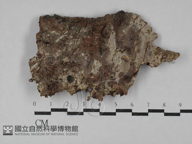 登錄號:F0029571藏品圖，第1張