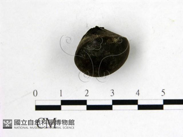 登錄號:F0019571藏品圖，第1張