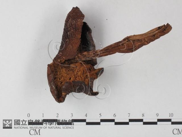 登錄號:F0023571藏品圖，第1張