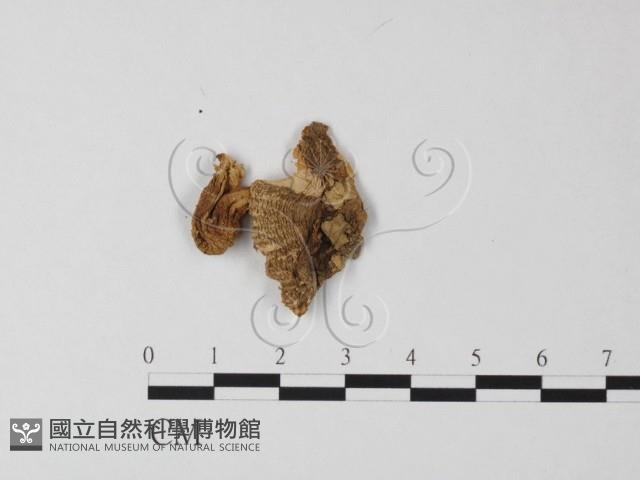 鵝膏屬藏品圖，第1張