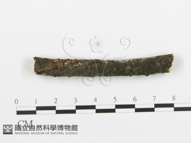 阿太菌屬藏品圖，第1張