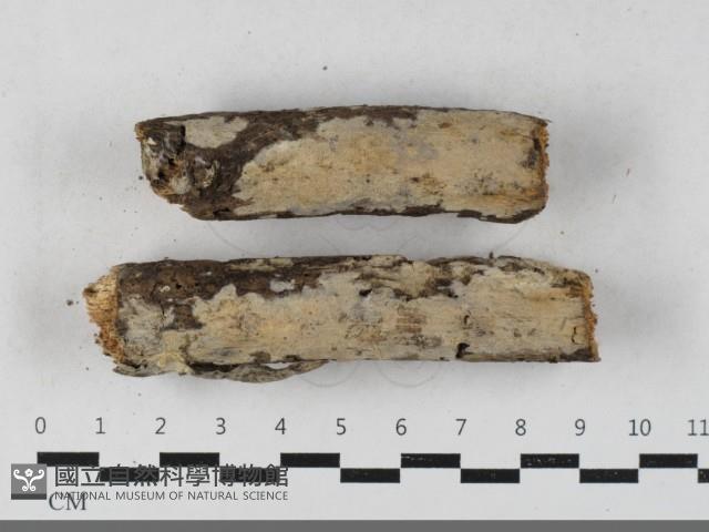 齒耳菌屬藏品圖，第1張