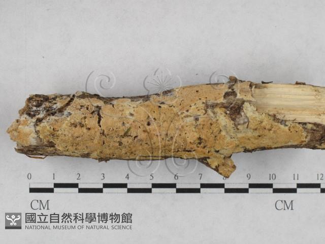 登錄號:F0028171藏品圖，第1張