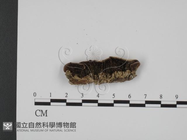 登錄號:F0008171藏品圖，第1張