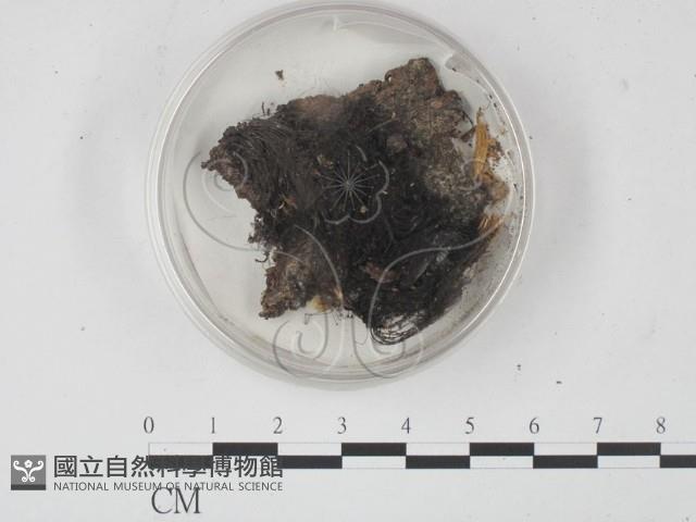 登錄號:F0010171藏品圖，第1張