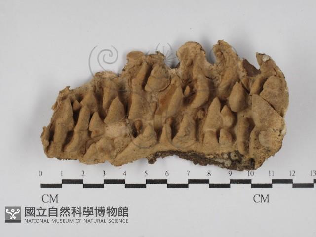 登錄號:F0030171藏品圖，第1張