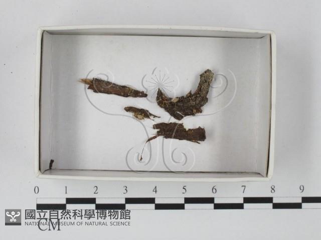 登錄號:F0021171藏品圖，第1張